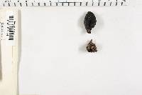 Xylaria polymorpha image