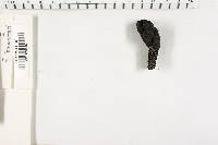 Xylaria polymorpha image