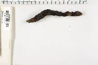 Xylaria polymorpha image