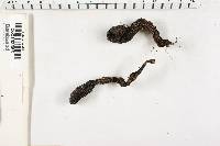 Xylaria polymorpha image