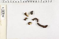 Xylaria polymorpha image