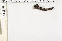 Xylaria polymorpha image