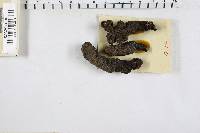 Xylaria polymorpha image