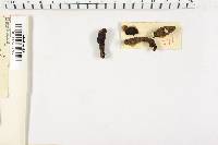 Xylaria polymorpha image