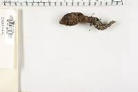 Xylaria polymorpha image