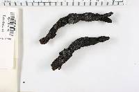Xylaria polymorpha image