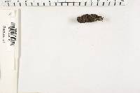 Xylaria polymorpha image