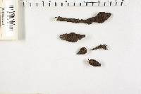 Xylaria polymorpha image