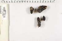 Xylaria polymorpha image