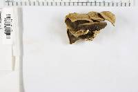 Bjerkandera adusta image