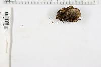 Bjerkandera adusta image