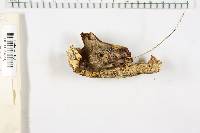 Bjerkandera adusta image