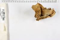 Bjerkandera adusta image