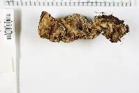 Bjerkandera adusta image
