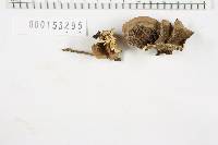Bjerkandera adusta image