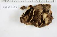 Bjerkandera adusta image