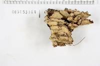 Bjerkandera adusta image
