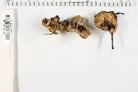 Bjerkandera adusta image