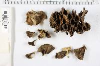 Bjerkandera adusta image
