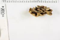Bjerkandera adusta image