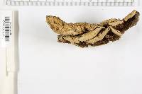 Bjerkandera adusta image