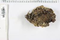 Bjerkandera adusta image