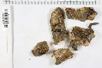 Bjerkandera adusta image