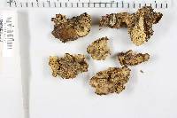 Bjerkandera adusta image