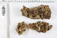 Bjerkandera adusta image