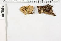 Bjerkandera adusta image