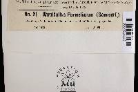 Abrothallus parmeliarum image