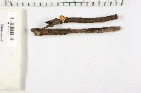 Sarcoscypha occidentalis image