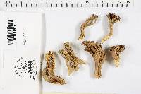 Ramaria botrytis image