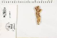 Ramaria formosa image