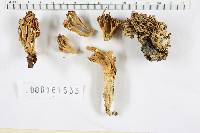 Ramaria flava image