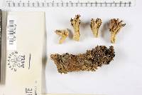 Ramaria obtusissima image