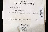Phlebia radiata image