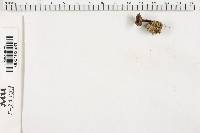 Coltricia perennis image