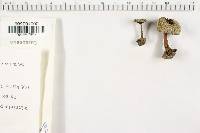 Coltricia perennis image