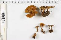 Coltricia perennis image