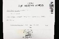 Phellinus gilvus image