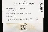 Phellinus gilvus image