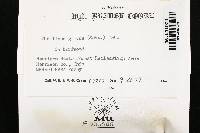 Phellinus gilvus image