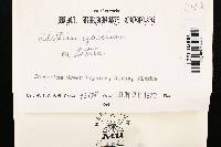 Phellinus igniarius image
