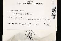 Phellinus igniarius image