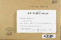 Phellinus igniarius image