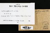 Phellinus gilvus image