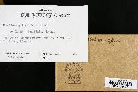 Phellinus gilvus image