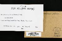 Phellinus gilvus image