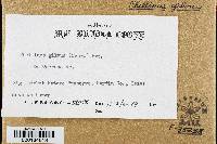 Phellinus gilvus image